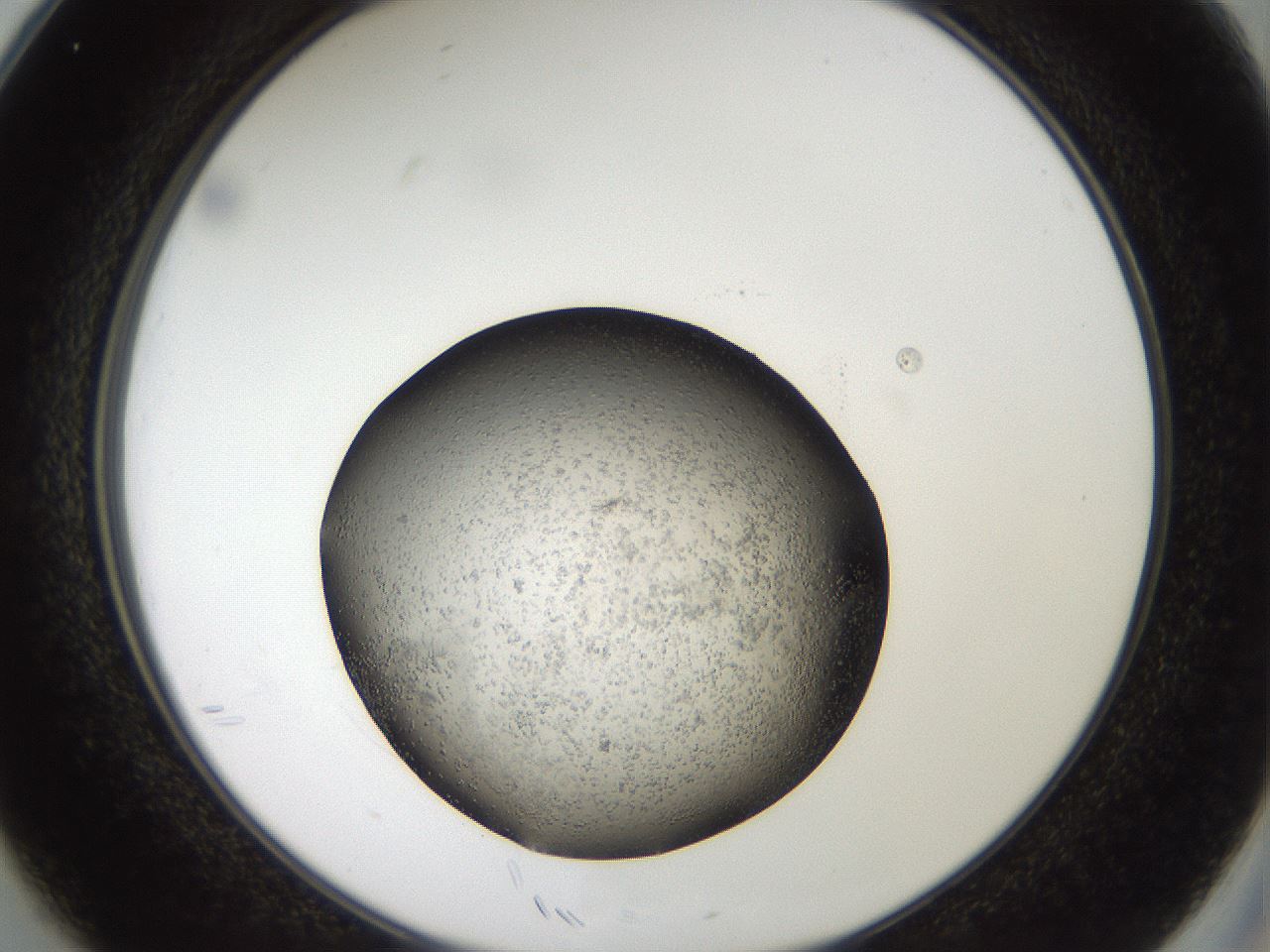 folderID884_plateID1884_batchID8004_wellNum25_profileID1_d2_r126779_ef.jpg
