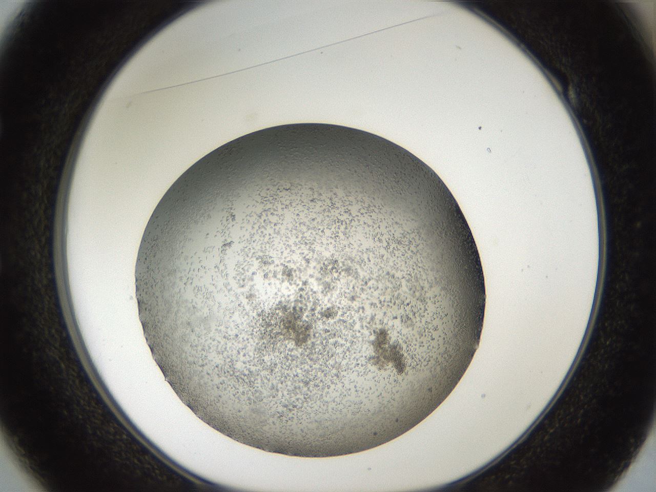 folderID884_plateID1884_batchID8004_wellNum49_profileID1_d1_r126786_ef.jpg