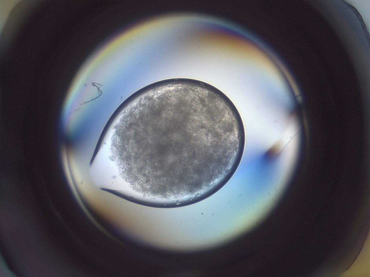 folderID890_plateID1890_batchID8027_wellNum12_profileID1_d1_r126939_ef.jpg