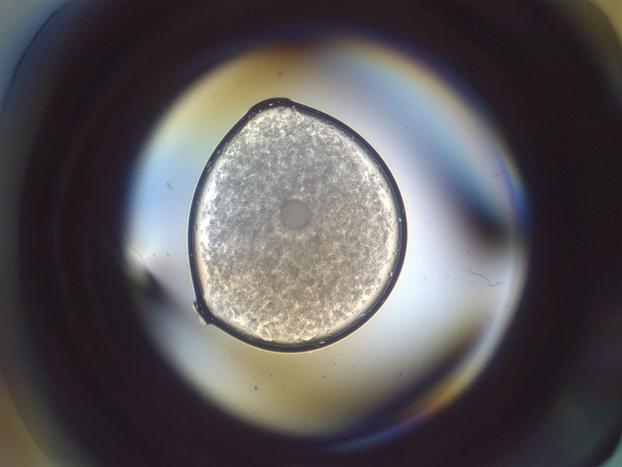 folderID890_plateID1890_batchID8031_wellNum1_profileID1_d1_r126928_ef.jpg