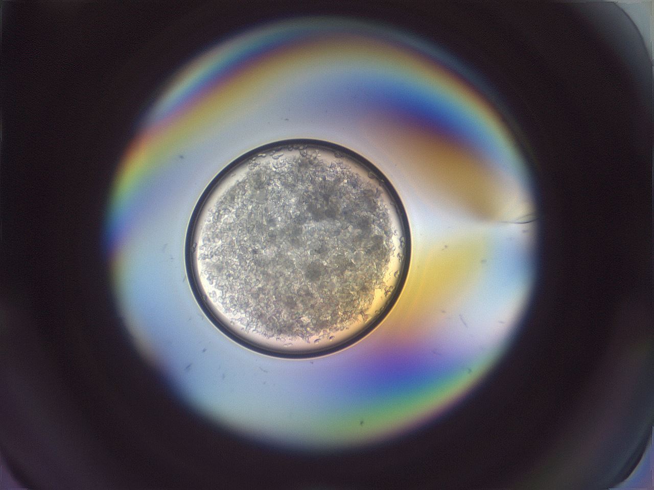 folderID890_plateID1890_batchID8052_wellNum11_profileID1_d1_r126938_ef.jpg