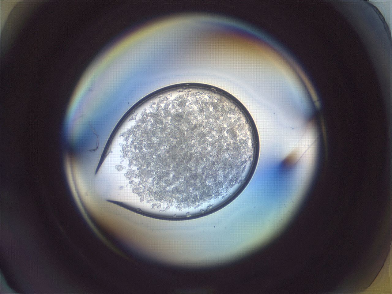 folderID890_plateID1890_batchID8052_wellNum12_profileID1_d1_r126939_ef.jpg