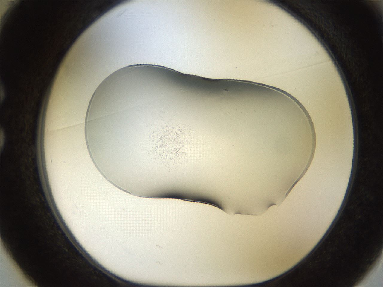 folderID916_plateID1916_batchID8276_wellNum25_profileID1_d1_r128318_ef.jpg