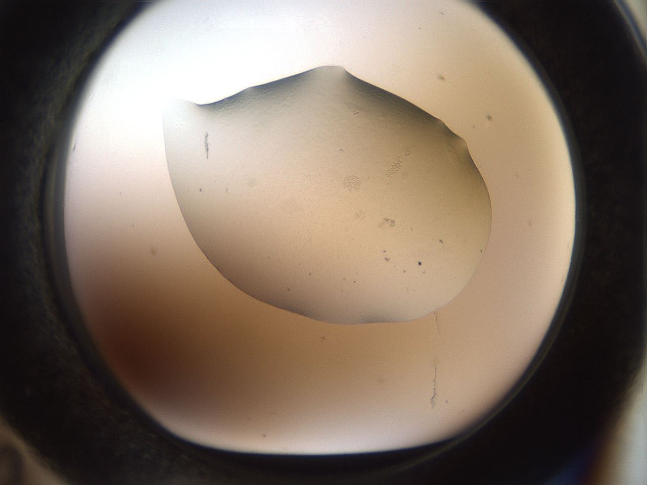 folderID916_plateID1916_batchID8276_wellNum71_profileID1_d1_r128364_ef.jpg
