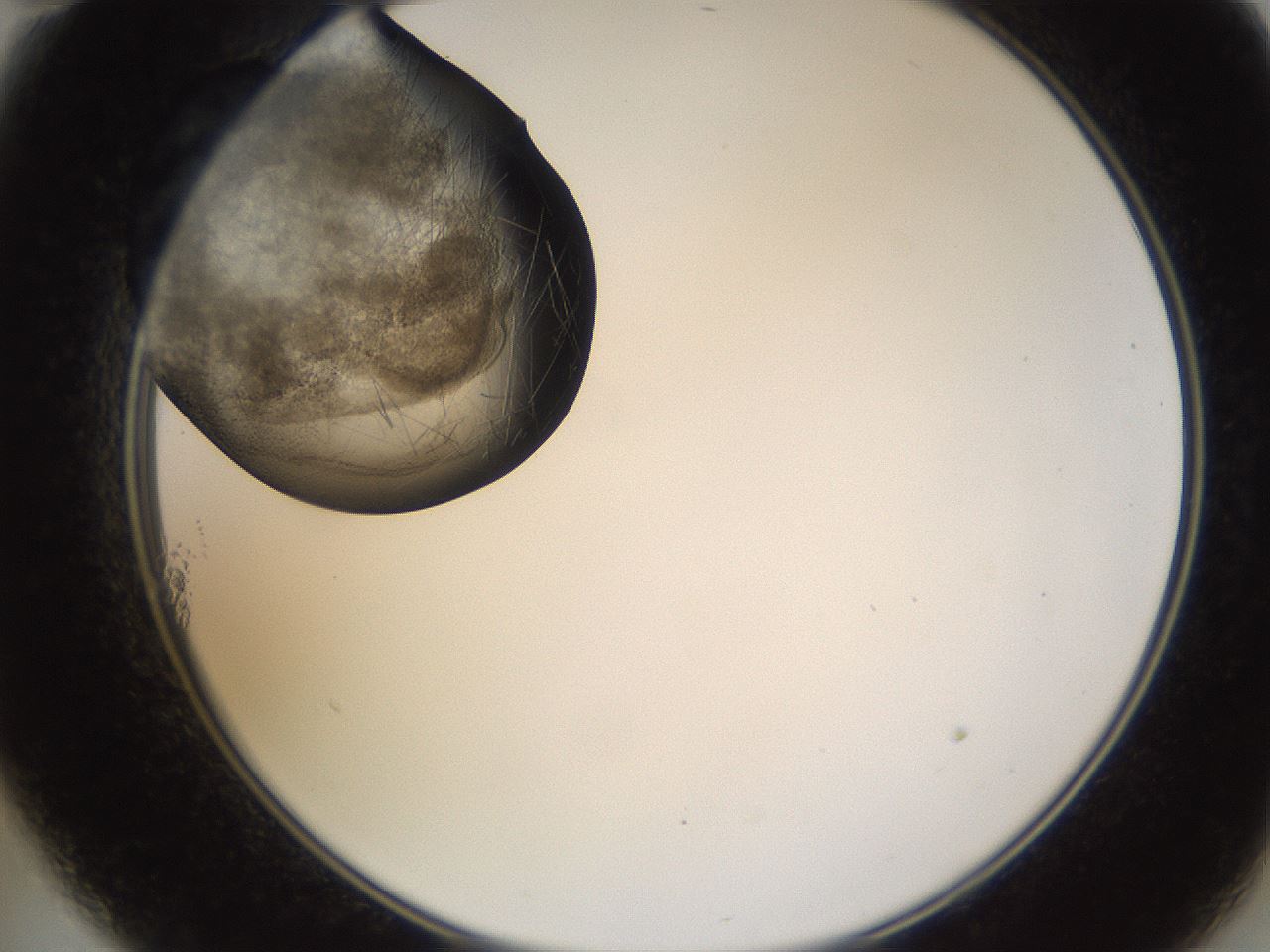 folderID634_plateID2634_batchID13212_wellNum11_profileID1_d2_r209407_ef.jpg