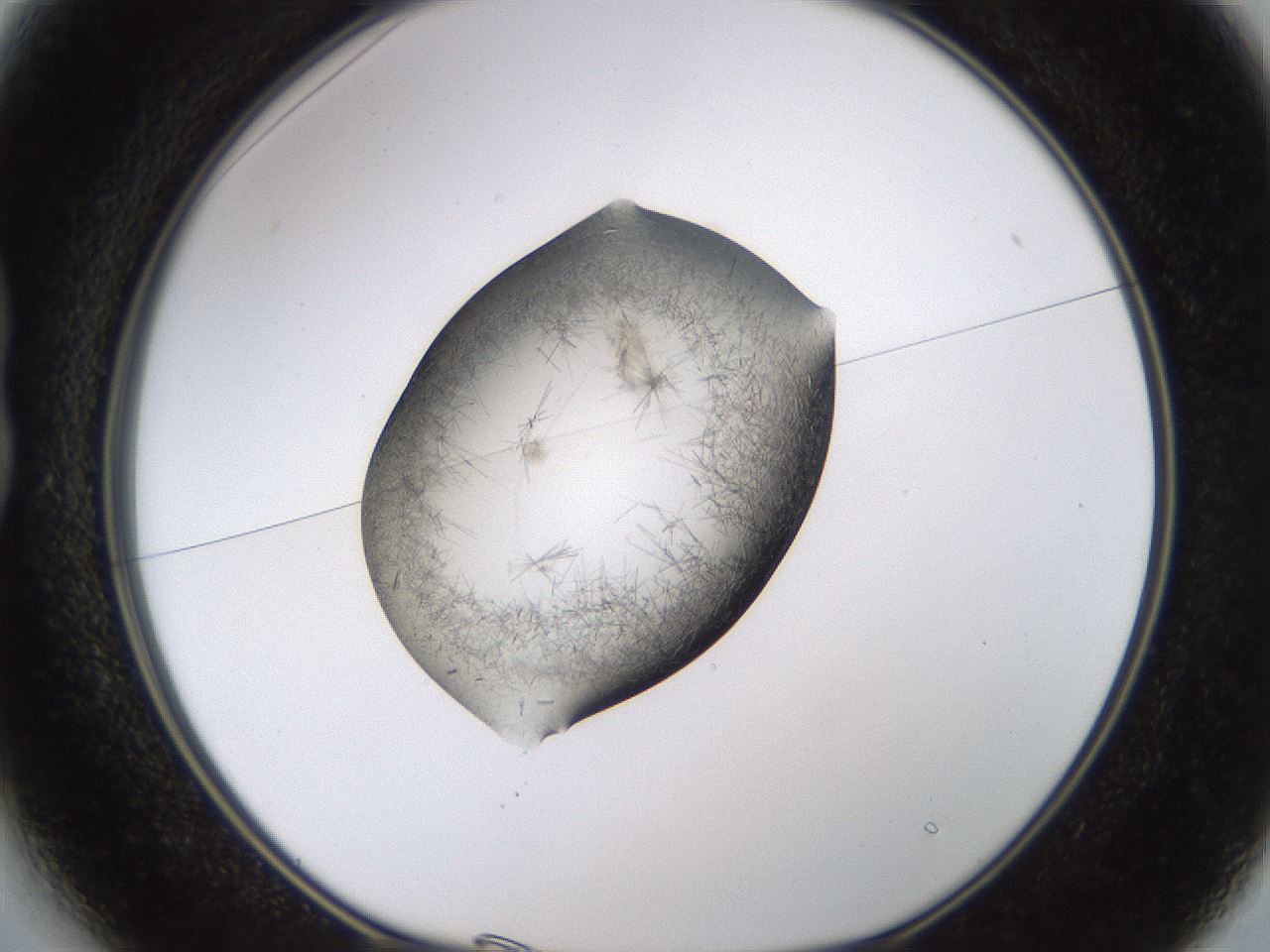 folderID634_plateID2634_batchID13212_wellNum13_profileID1_d1_r209410_ef.jpg