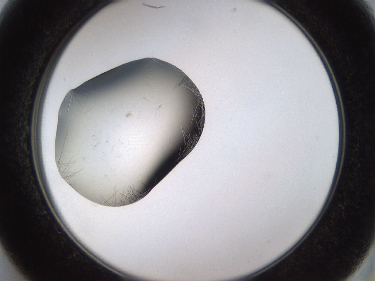 folderID634_plateID2634_batchID13212_wellNum13_profileID1_d2_r209411_ef.jpg