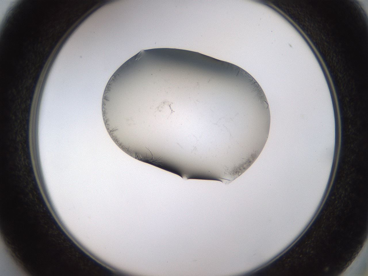 folderID634_plateID2634_batchID13212_wellNum37_profileID1_d2_r209459_ef.jpg