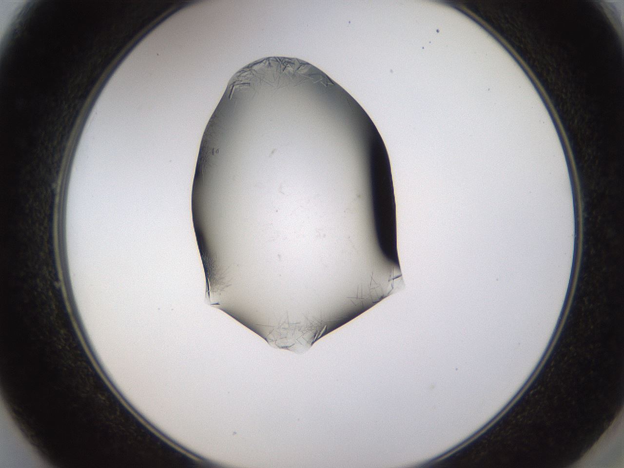 folderID634_plateID2634_batchID13212_wellNum49_profileID1_d2_r209483_ef.jpg