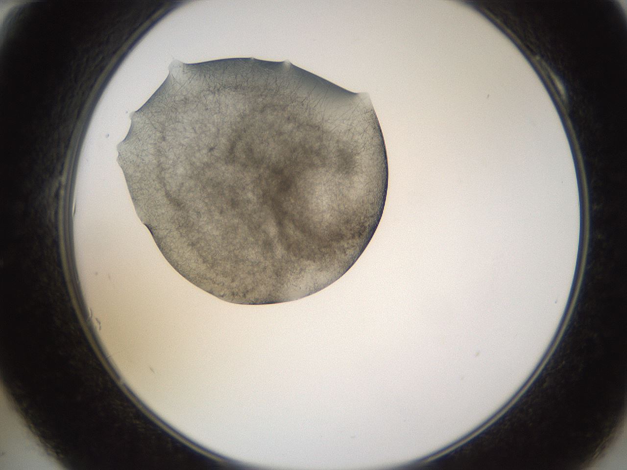 folderID635_plateID2635_batchID13214_wellNum10_profileID1_d2_r210557_ef.jpg