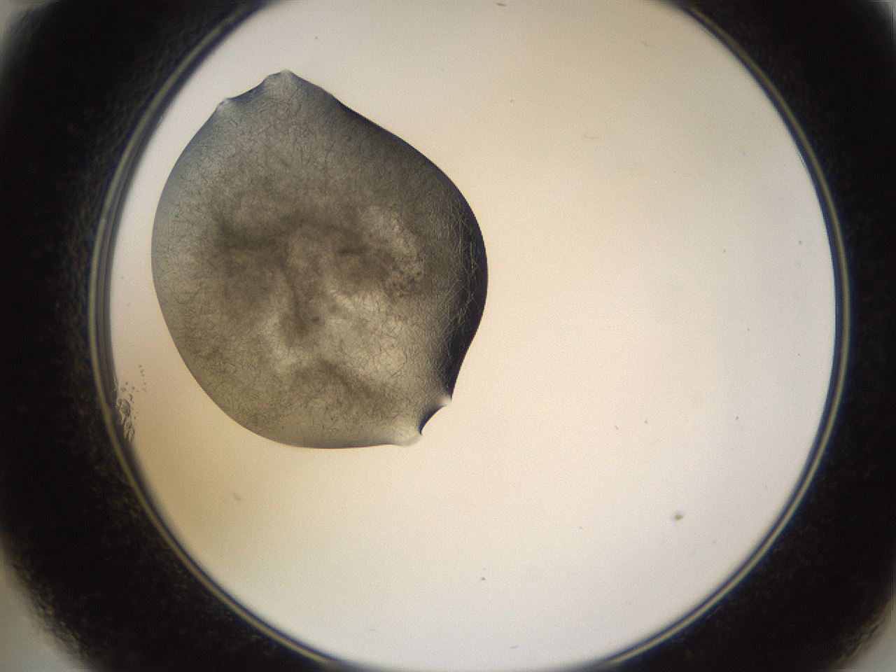 folderID635_plateID2635_batchID13214_wellNum11_profileID1_d2_r210559_ef.jpg