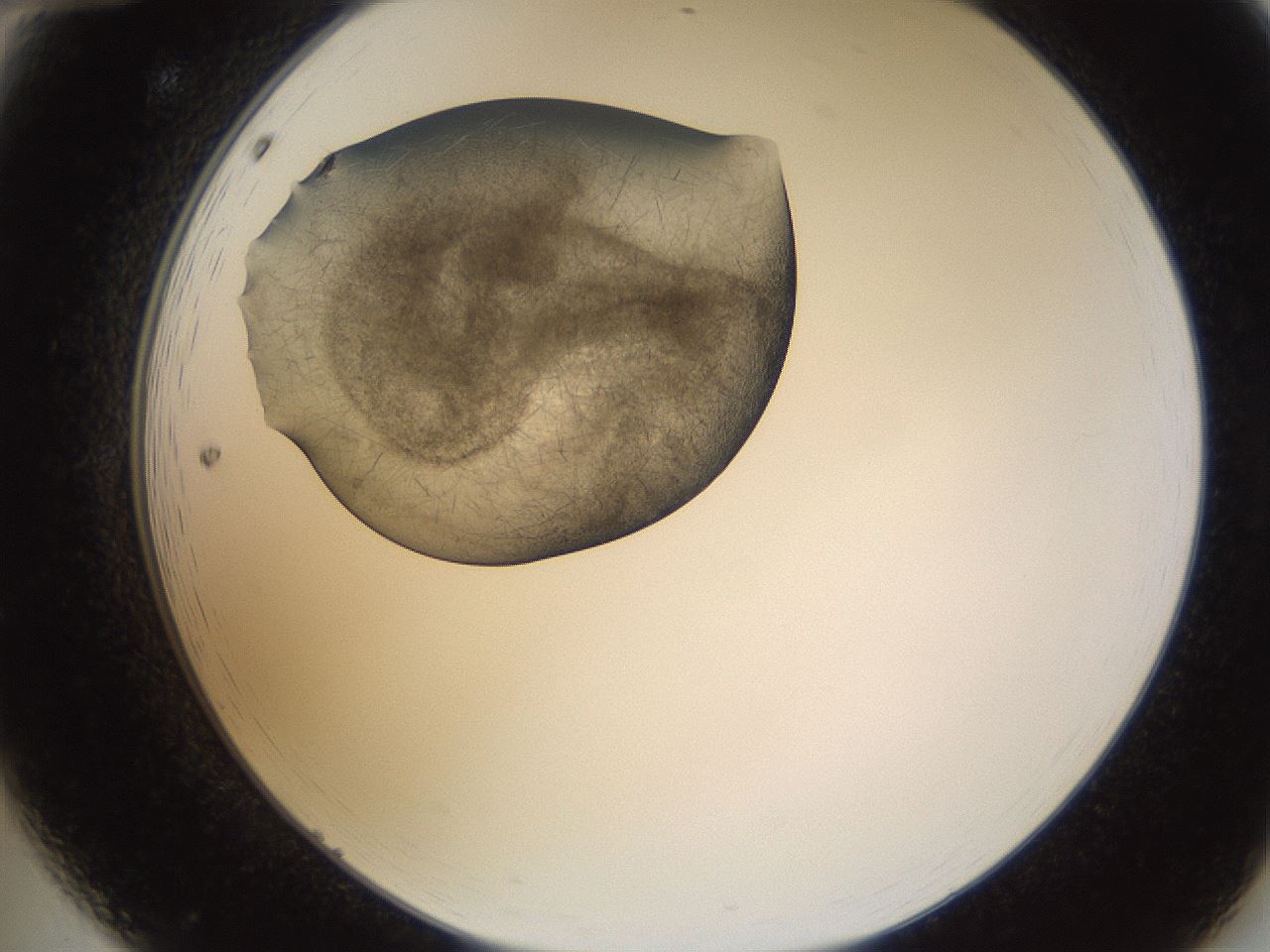 folderID635_plateID2635_batchID13214_wellNum12_profileID1_d2_r210561_ef.jpg