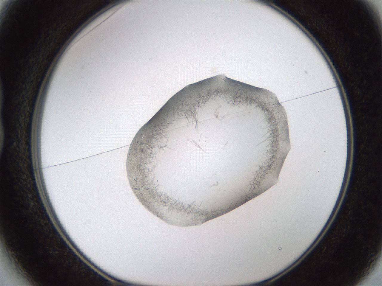 folderID635_plateID2635_batchID13214_wellNum13_profileID1_d1_r210562_ef.jpg