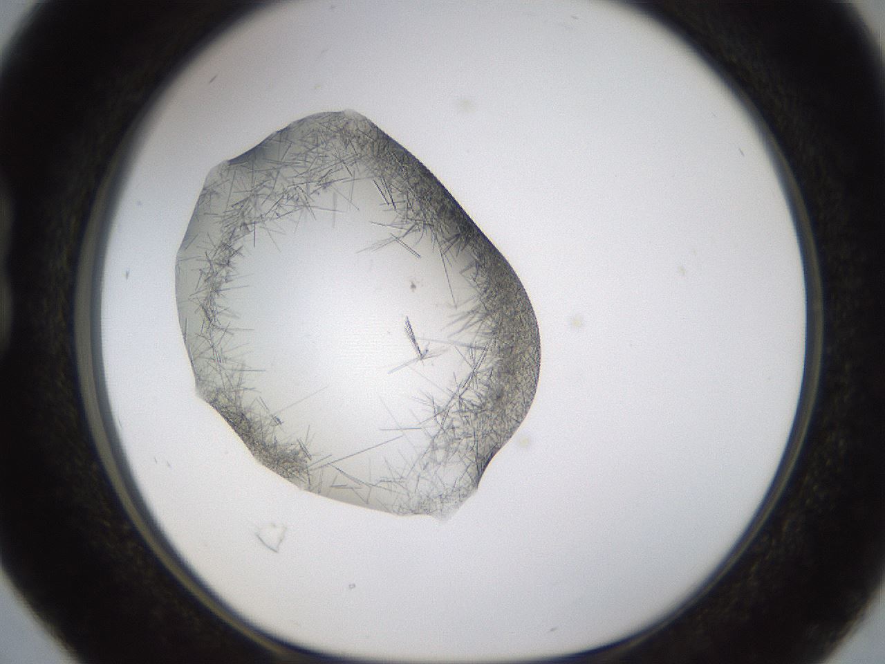 folderID635_plateID2635_batchID13214_wellNum16_profileID1_d1_r210568_ef.jpg