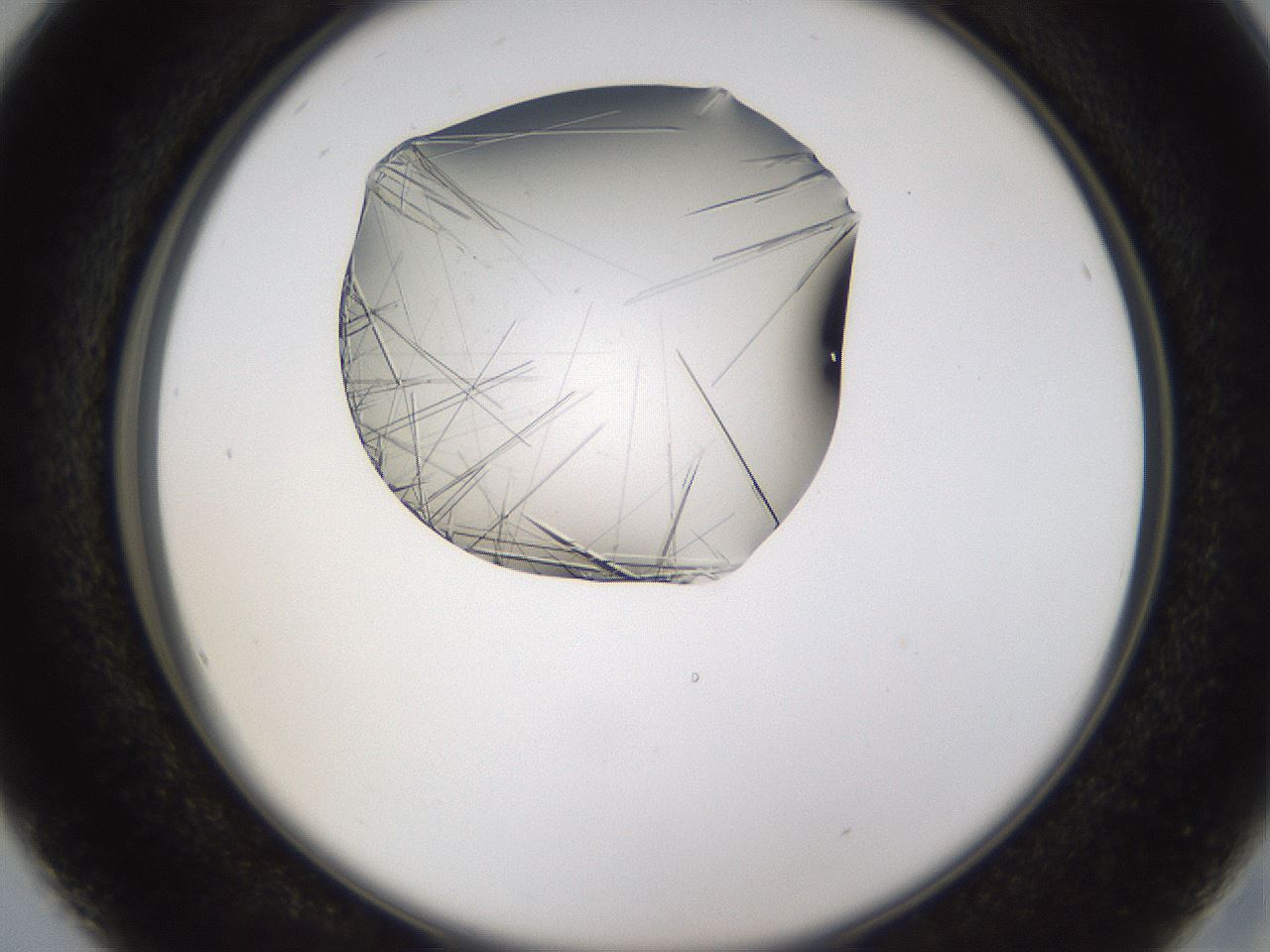 folderID635_plateID2635_batchID13214_wellNum16_profileID1_d2_r210569_ef.jpg