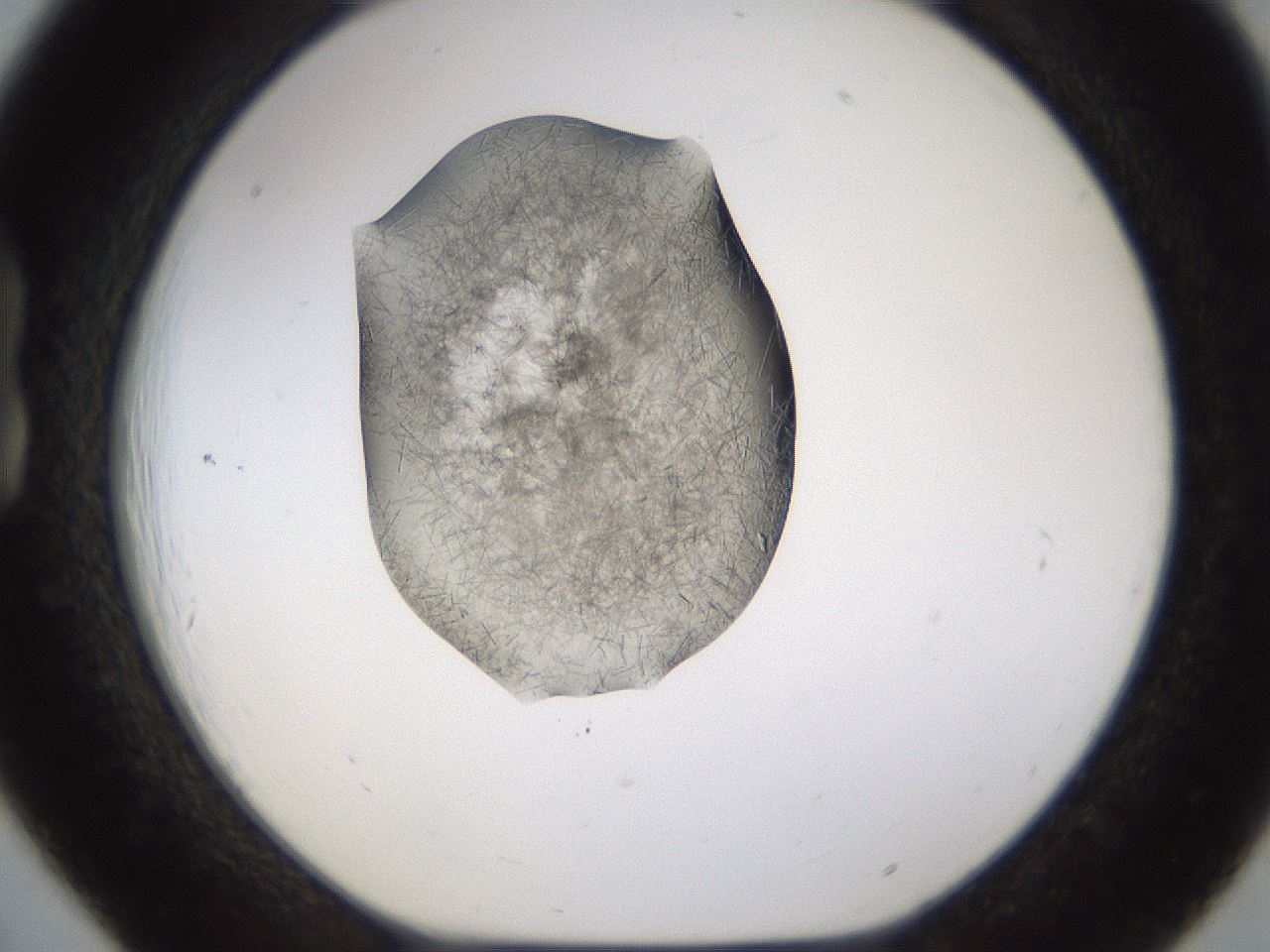 folderID635_plateID2635_batchID13214_wellNum18_profileID1_d1_r210572_ef.jpg
