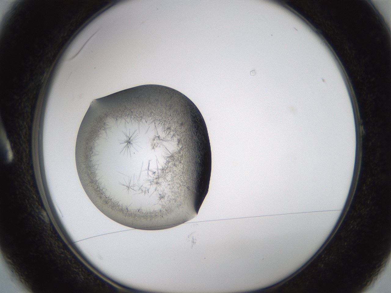 folderID635_plateID2635_batchID13214_wellNum1_profileID1_d1_r210538_ef.jpg