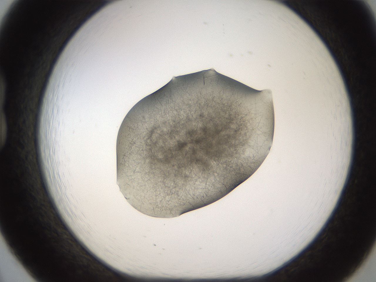 folderID635_plateID2635_batchID13214_wellNum20_profileID1_d1_r210576_ef.jpg
