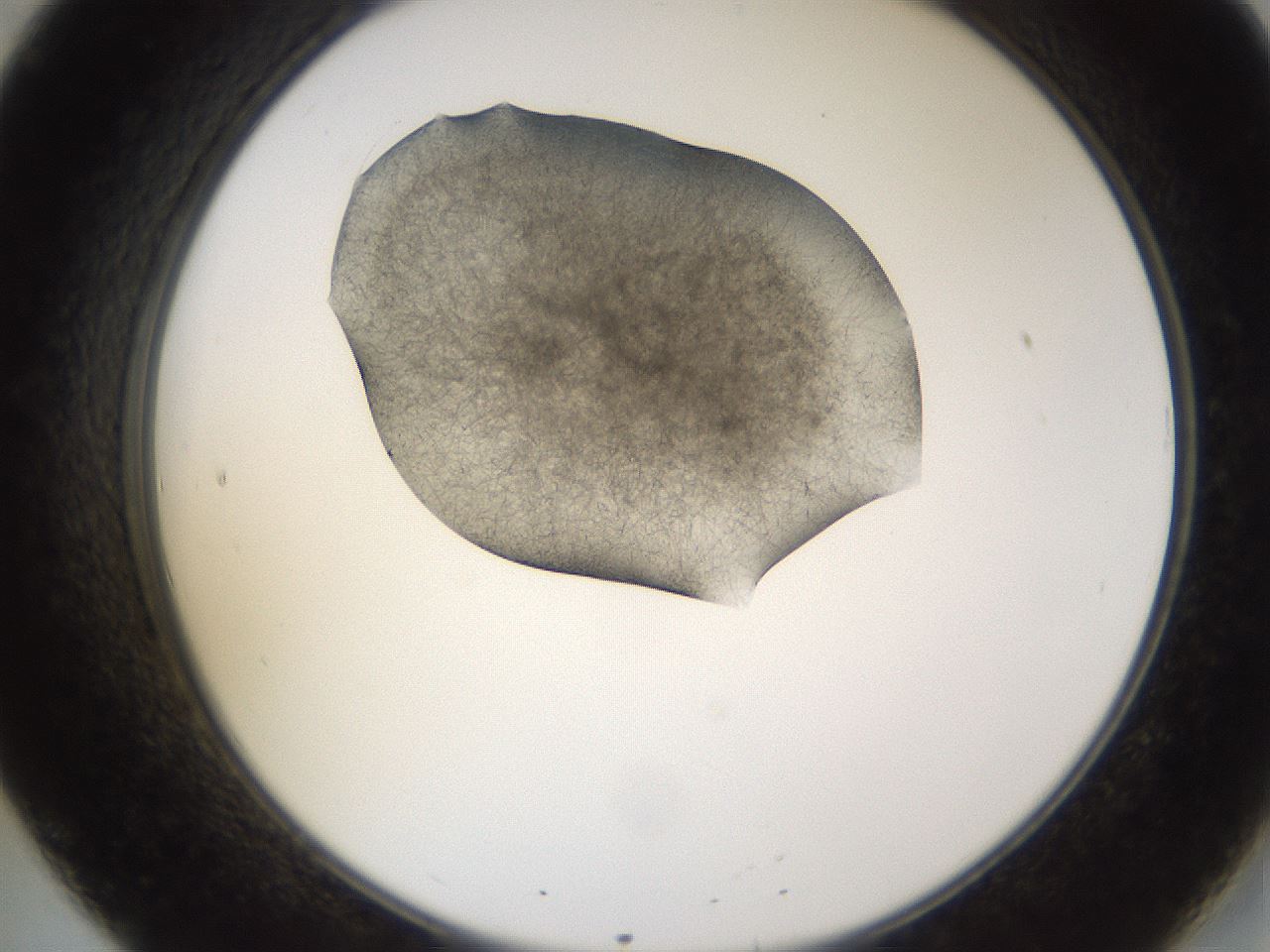 folderID635_plateID2635_batchID13214_wellNum20_profileID1_d2_r210577_ef.jpg