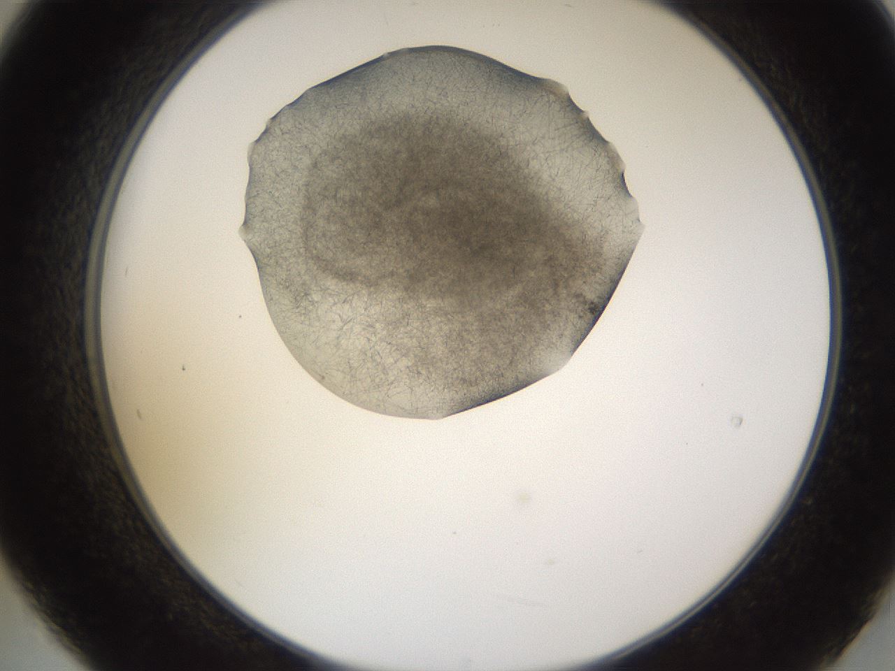 folderID635_plateID2635_batchID13214_wellNum21_profileID1_d2_r210579_ef.jpg