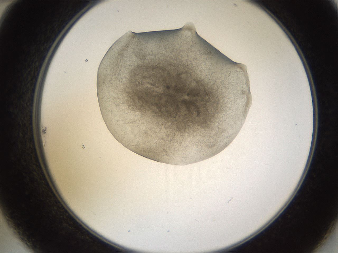 folderID635_plateID2635_batchID13214_wellNum22_profileID1_d2_r210581_ef.jpg