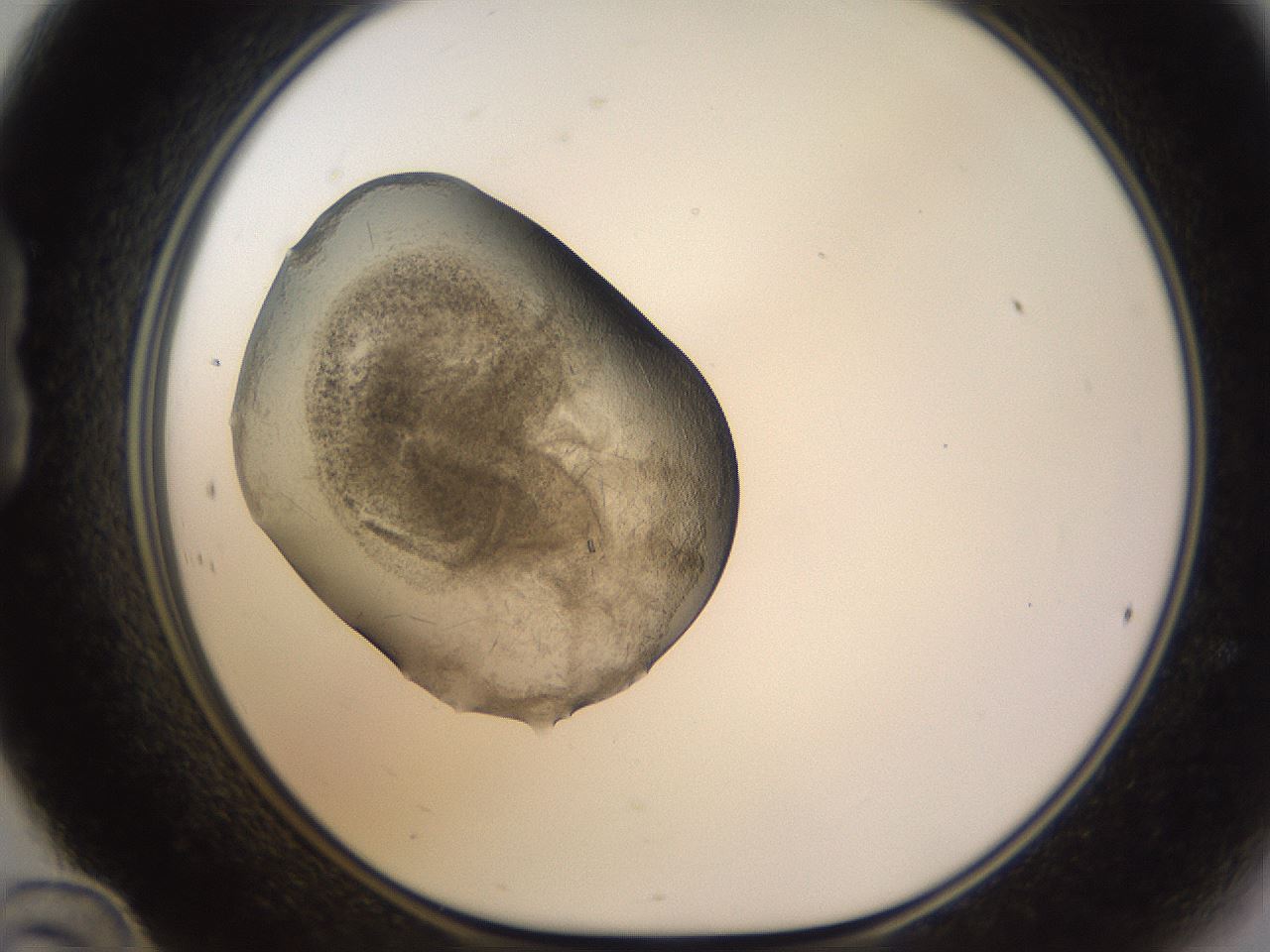folderID635_plateID2635_batchID13214_wellNum24_profileID1_d1_r210584_ef.jpg