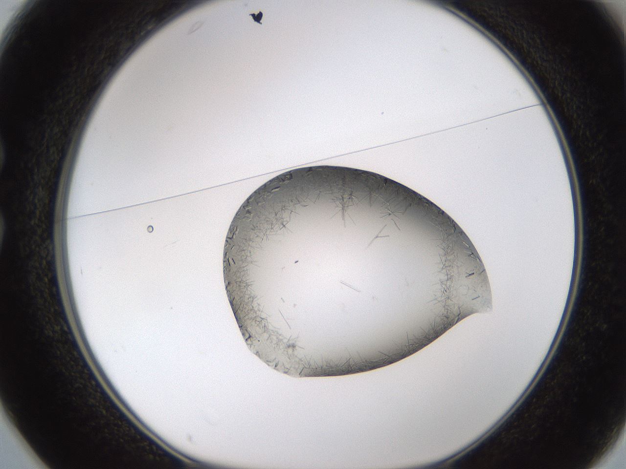 folderID635_plateID2635_batchID13214_wellNum25_profileID1_d1_r210586_ef.jpg