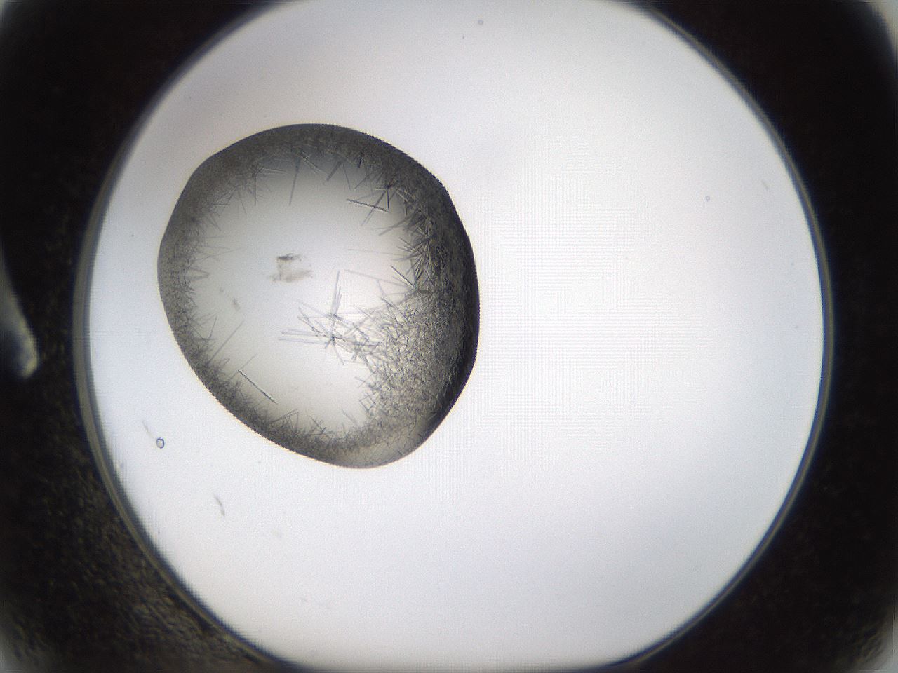 folderID635_plateID2635_batchID13214_wellNum2_profileID1_d1_r210540_ef.jpg
