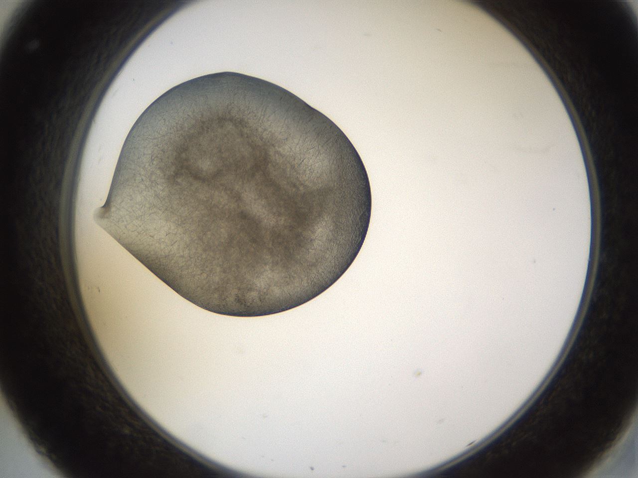 folderID635_plateID2635_batchID13214_wellNum32_profileID1_d2_r210601_ef.jpg