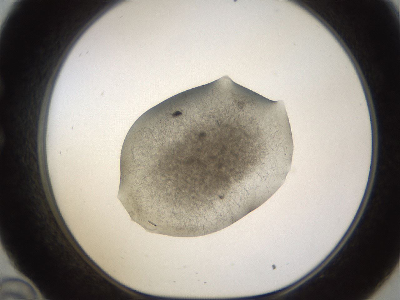 folderID635_plateID2635_batchID13214_wellNum34_profileID1_d1_r210604_ef.jpg