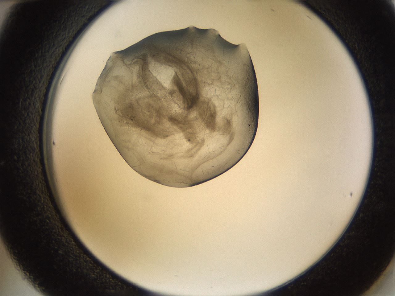 folderID635_plateID2635_batchID13214_wellNum36_profileID1_d2_r210609_ef.jpg