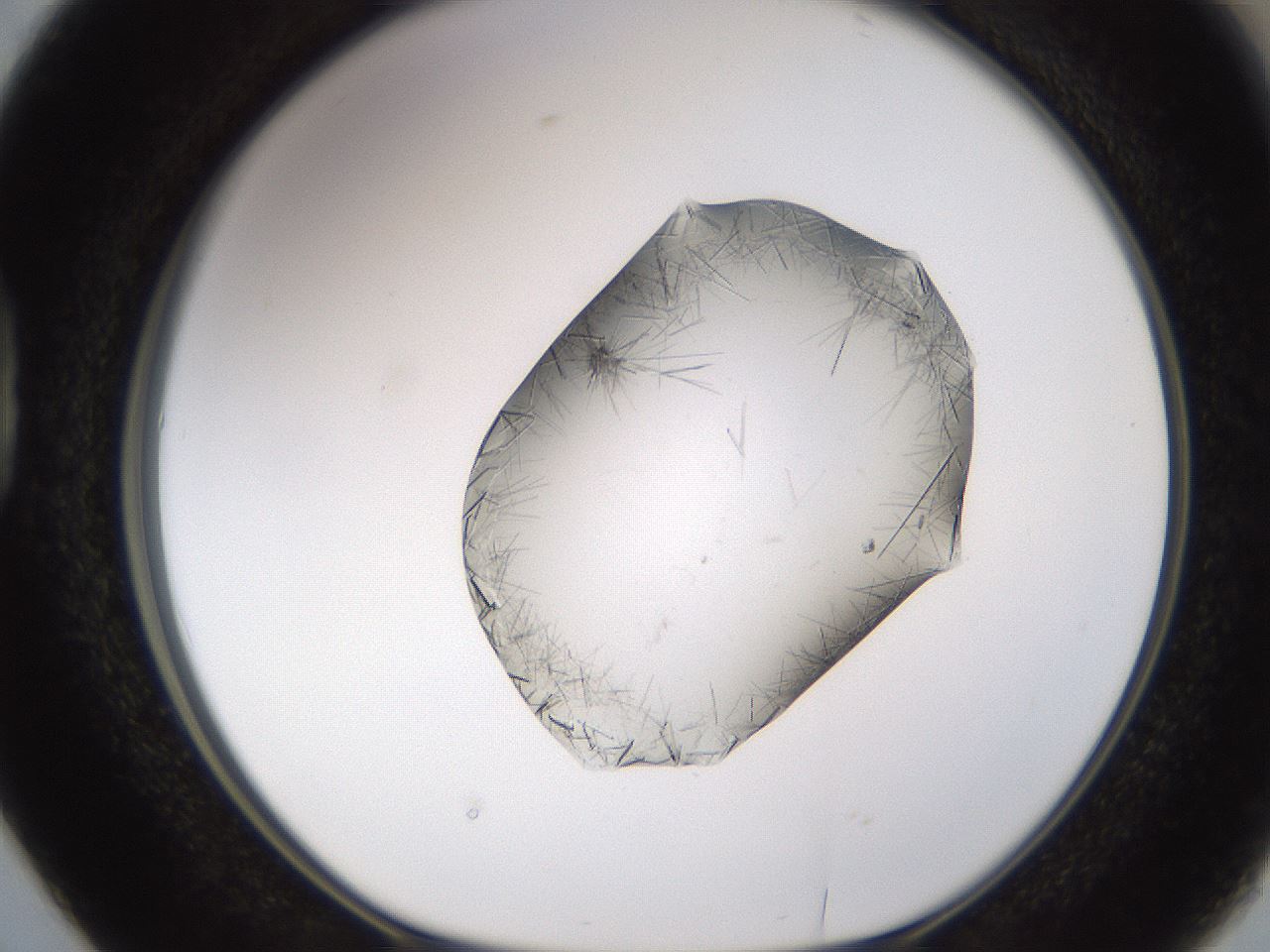folderID635_plateID2635_batchID13214_wellNum38_profileID1_d1_r210612_ef.jpg