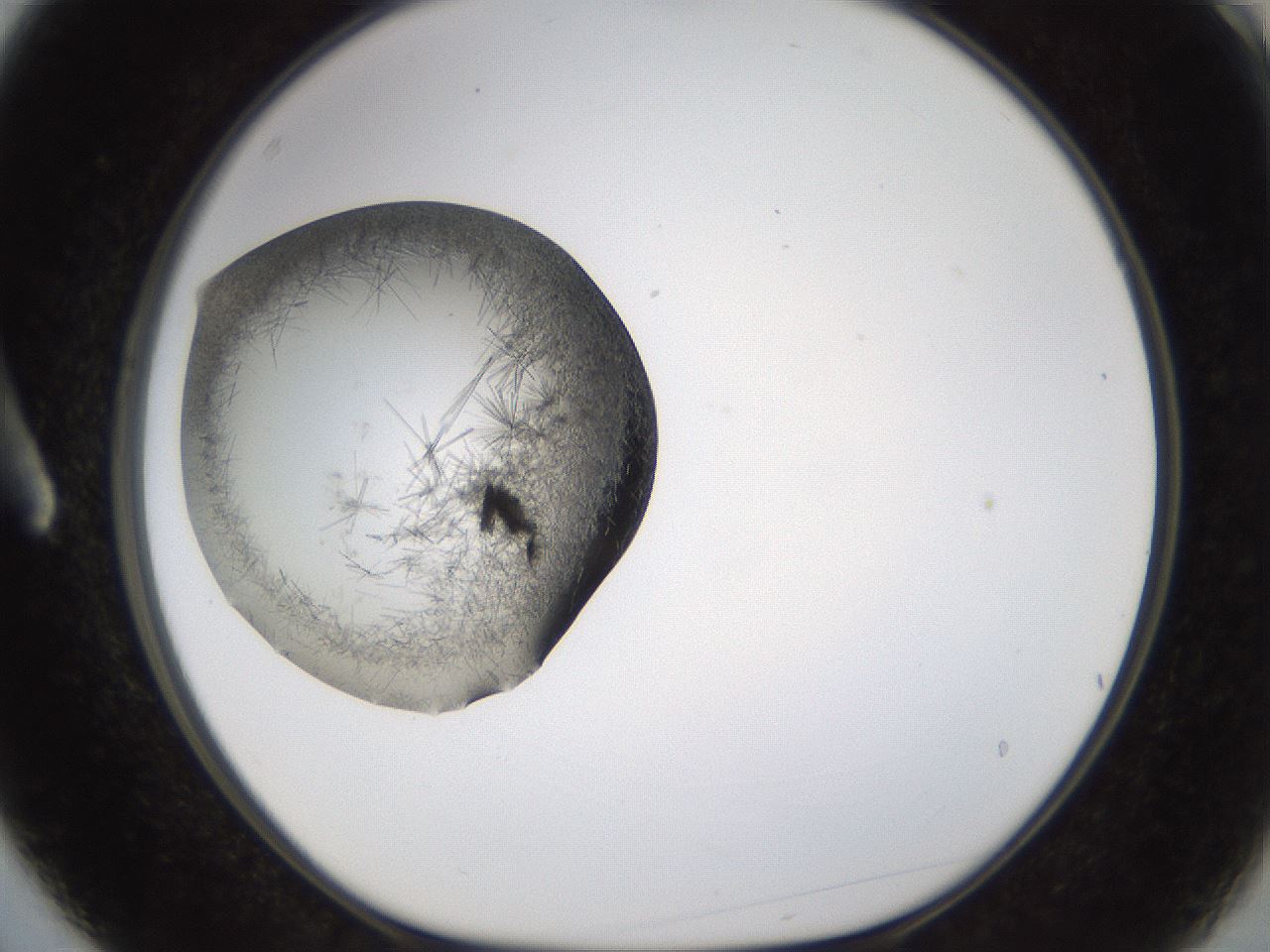 folderID635_plateID2635_batchID13214_wellNum3_profileID1_d1_r210542_ef.jpg