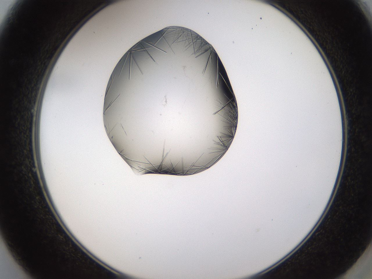 folderID635_plateID2635_batchID13214_wellNum49_profileID1_d2_r210635_ef.jpg