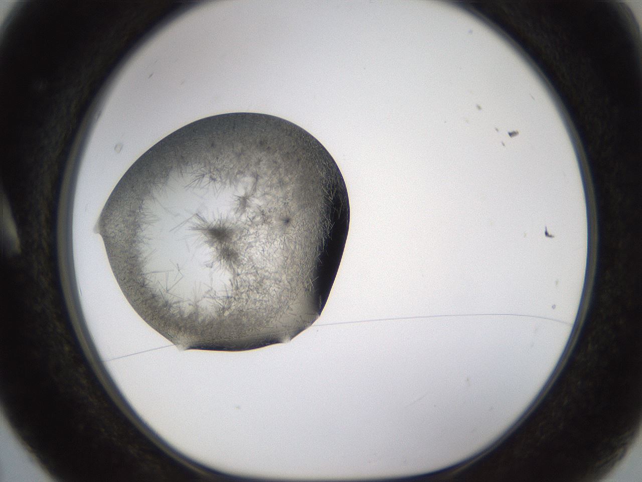 folderID635_plateID2635_batchID13214_wellNum5_profileID1_d1_r210546_ef.jpg