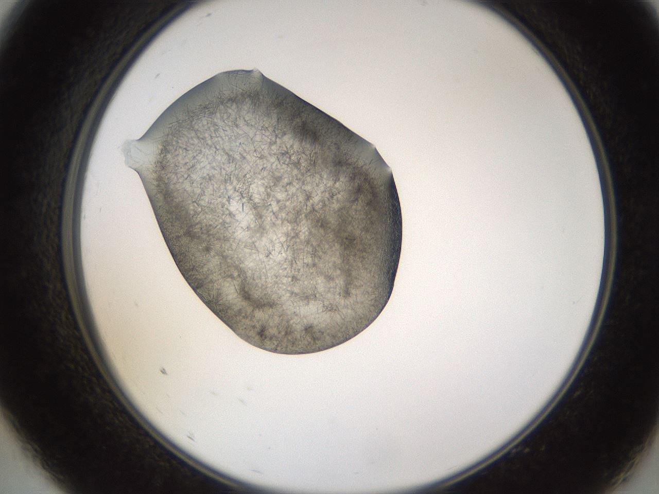 folderID635_plateID2635_batchID13214_wellNum9_profileID1_d2_r210555_ef.jpg