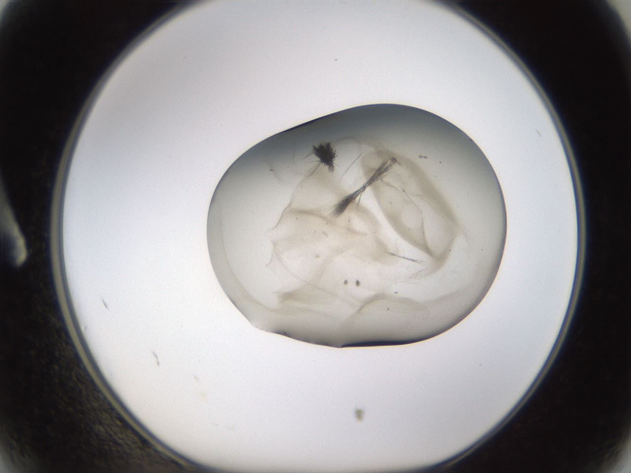 folderID637_plateID1637_batchID6856_wellNum2_profileID1_d1_r110004_ef.jpg