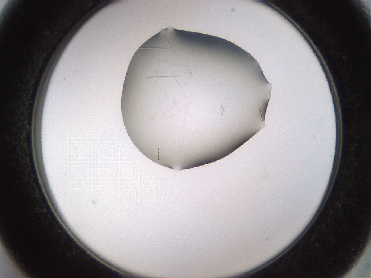 folderID648_plateID2648_batchID13239_wellNum13_profileID1_d2_r210755_ef.jpg