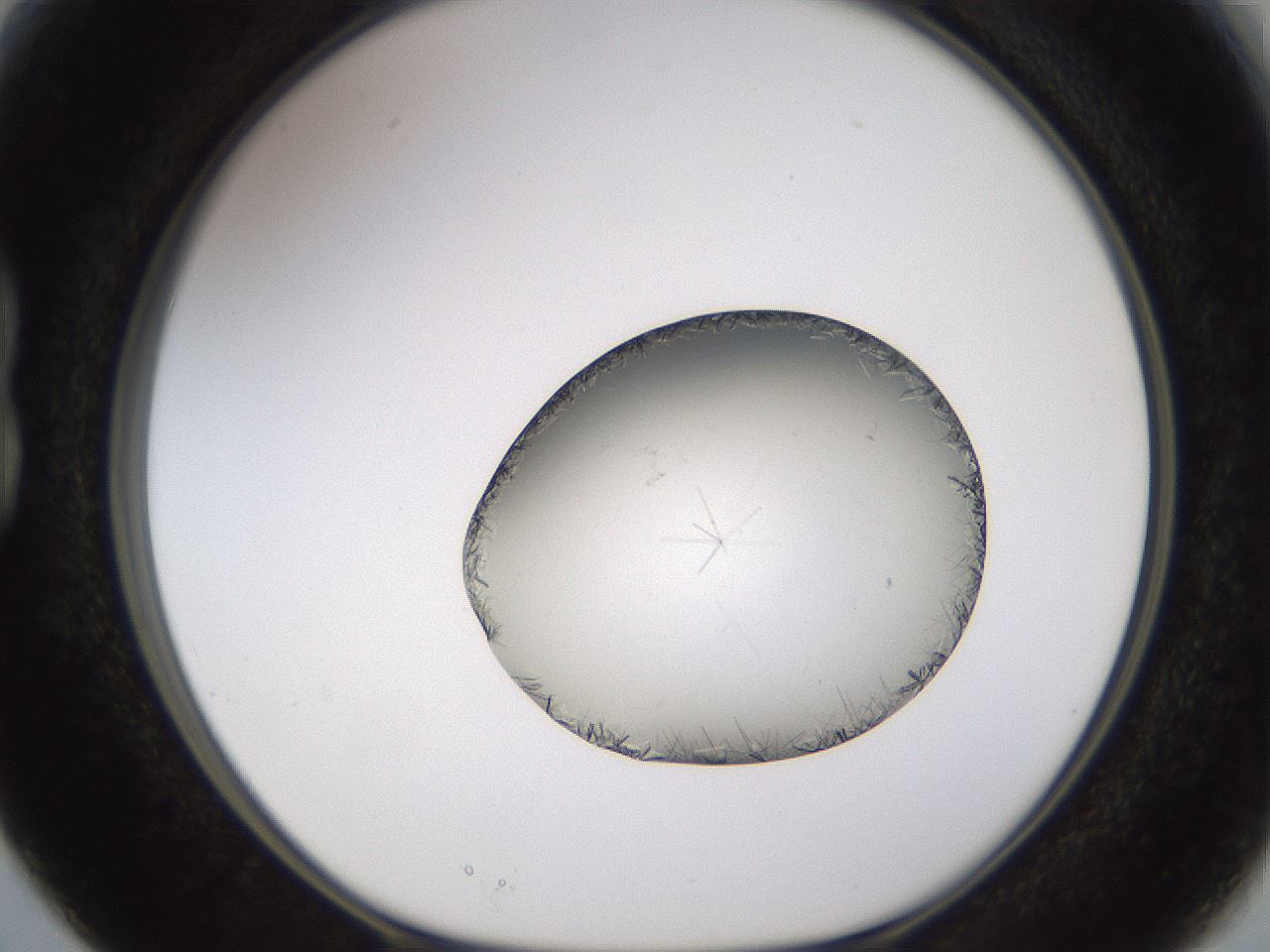 folderID648_plateID2648_batchID13239_wellNum15_profileID1_d1_r210758_ef.jpg