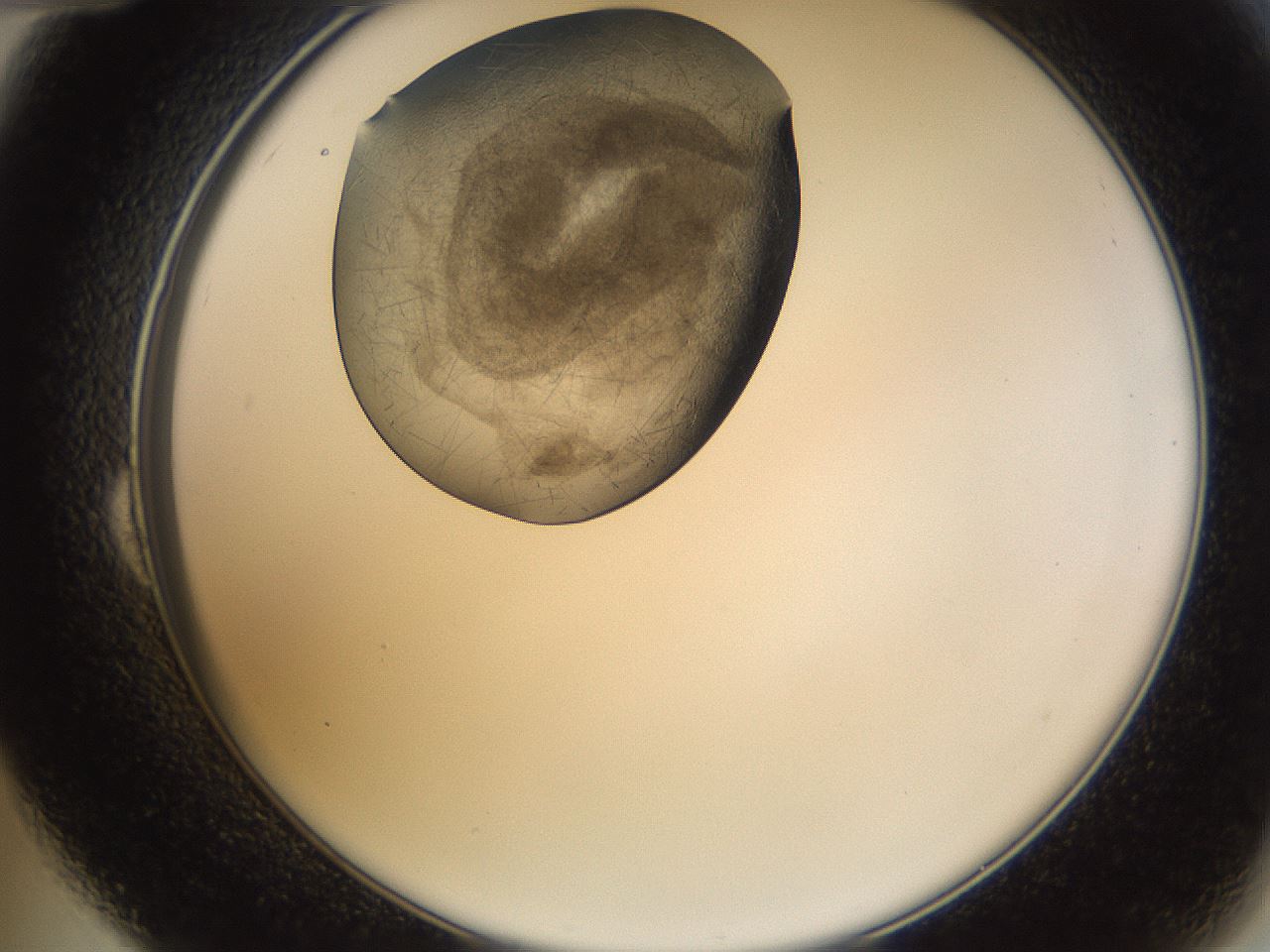 folderID635_plateID2635_batchID13214_wellNum24_profileID1_d2_r210585_ef.jpg