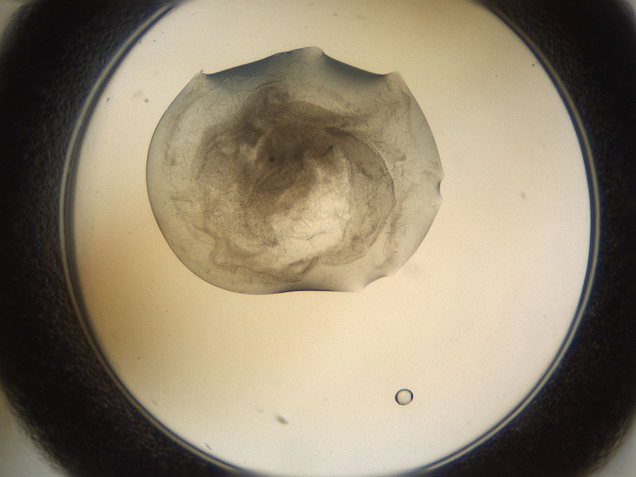 folderID635_plateID2635_batchID13214_wellNum35_profileID1_d2_r210607_ef.jpg