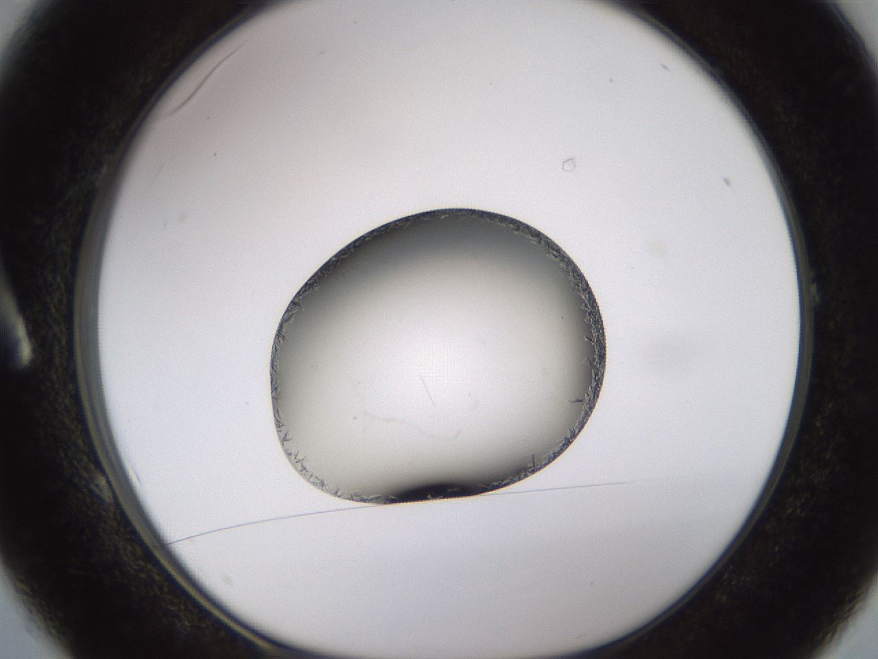 folderID648_plateID2648_batchID13239_wellNum1_profileID1_d1_r210730_ef.jpg