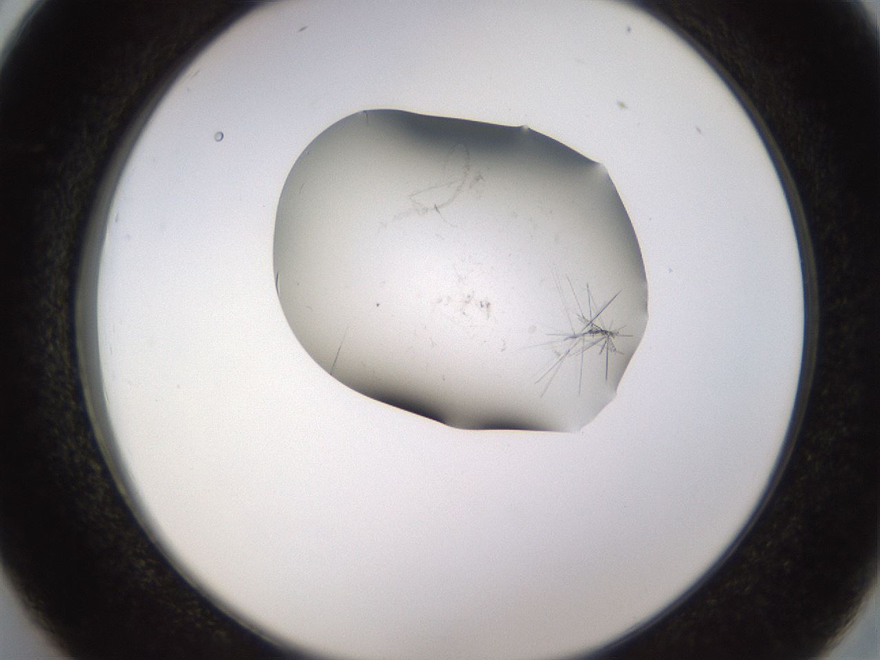 folderID648_plateID2648_batchID13239_wellNum26_profileID1_d2_r210781_ef.jpg