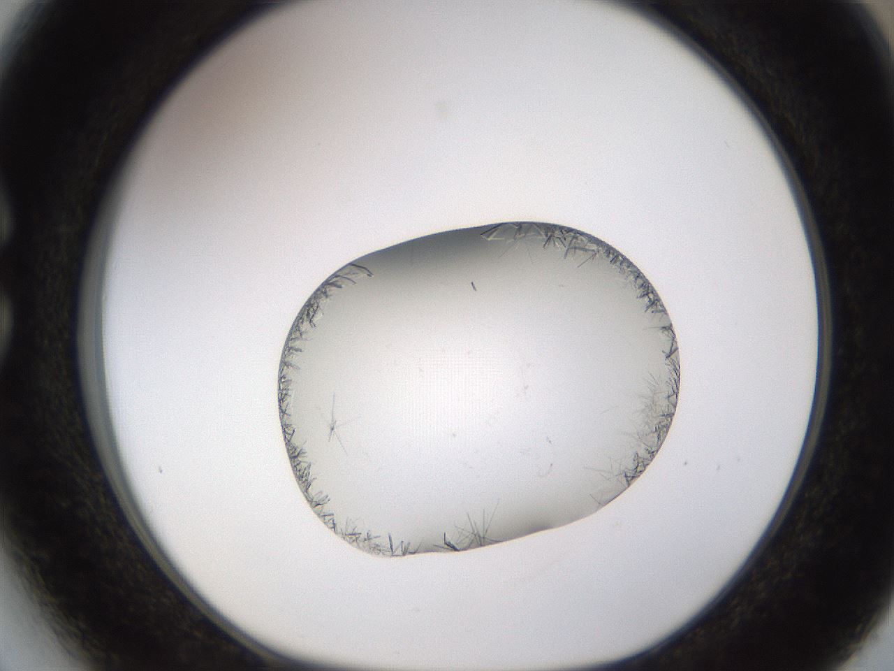 folderID648_plateID2648_batchID13239_wellNum27_profileID1_d1_r210782_ef.jpg