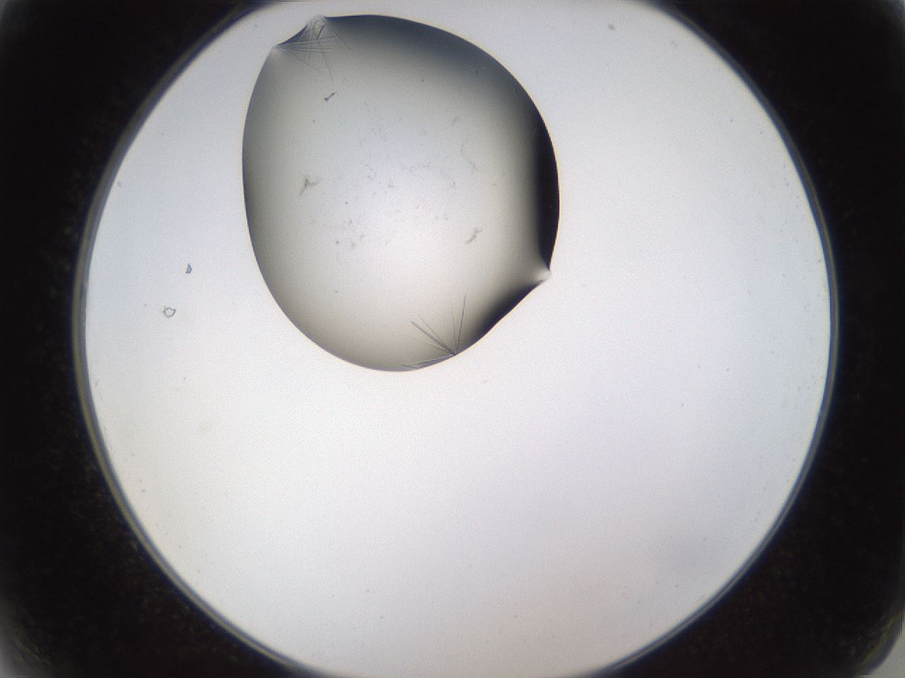 folderID648_plateID2648_batchID13239_wellNum2_profileID1_d2_r210733_ef.jpg