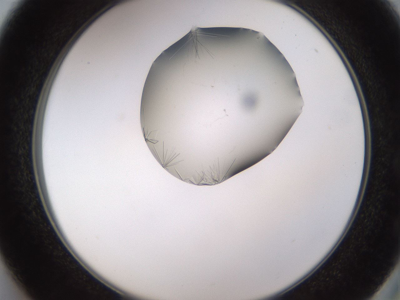 folderID648_plateID2648_batchID13239_wellNum37_profileID1_d2_r210803_ef.jpg