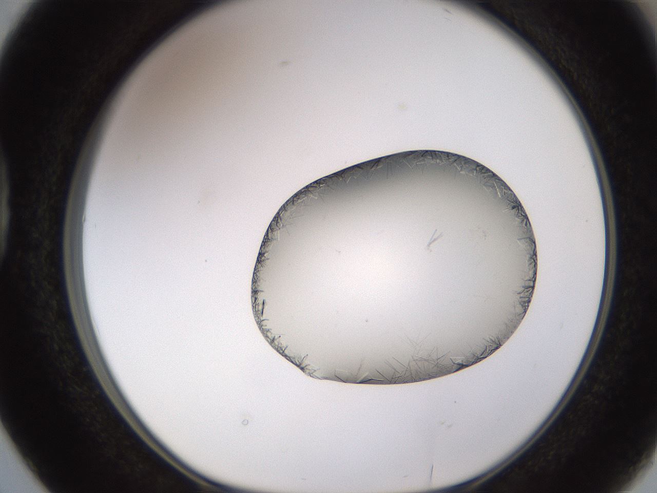 folderID648_plateID2648_batchID13239_wellNum38_profileID1_d1_r210804_ef.jpg