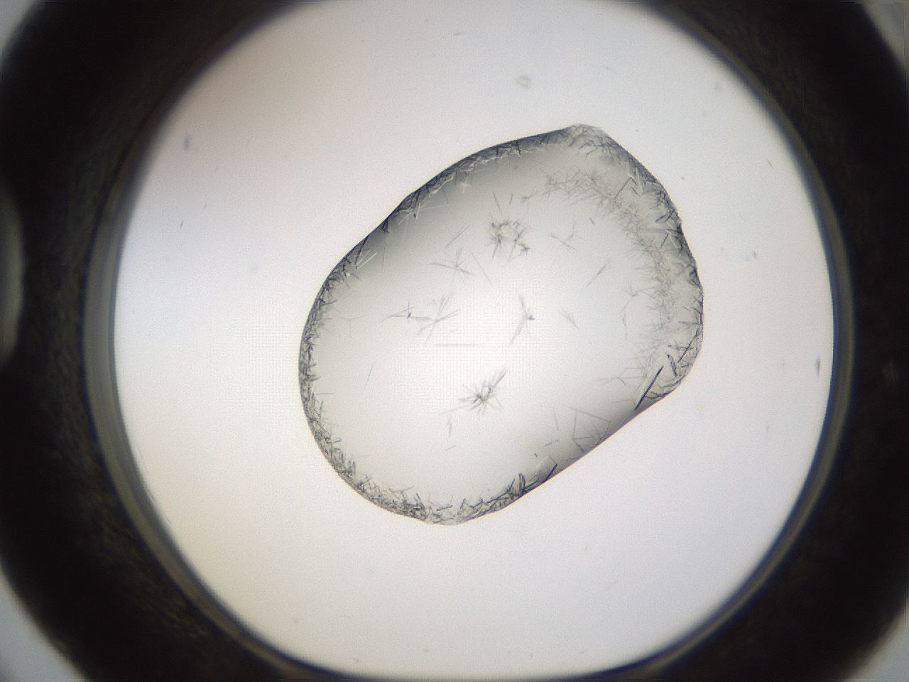 folderID648_plateID2648_batchID13239_wellNum42_profileID1_d1_r210812_ef.jpg