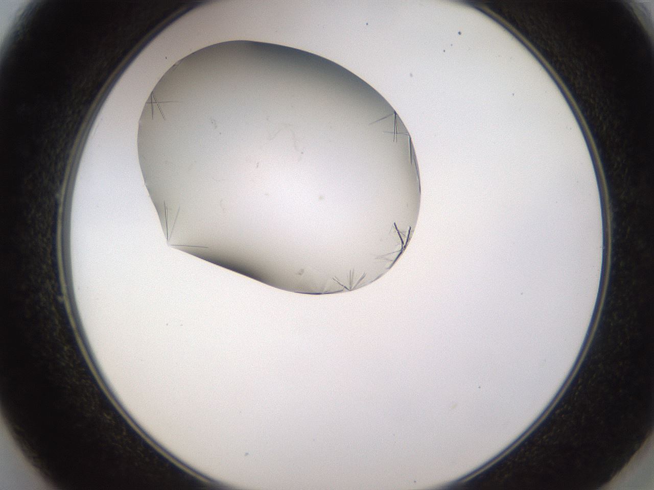 folderID648_plateID2648_batchID13239_wellNum49_profileID1_d2_r210827_ef.jpg