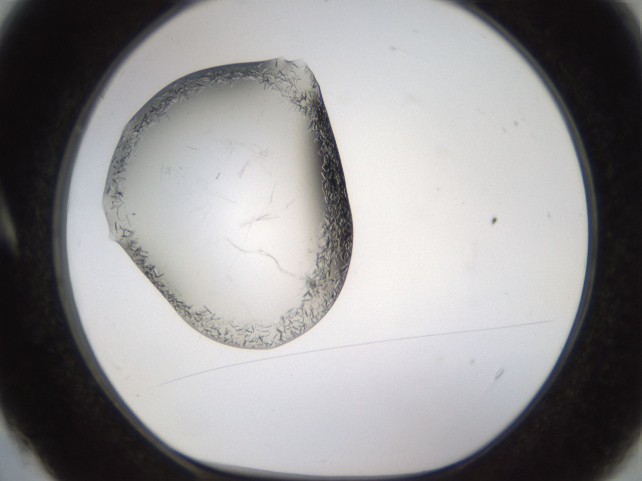 folderID648_plateID2648_batchID13239_wellNum4_profileID1_d1_r210736_ef.jpg